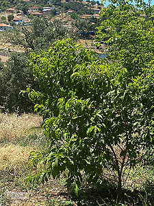 İZMİR KINIK BÜYÜKOBADA BARAJ PROJESİNE YAKIN 5.374 M² ARAZİ